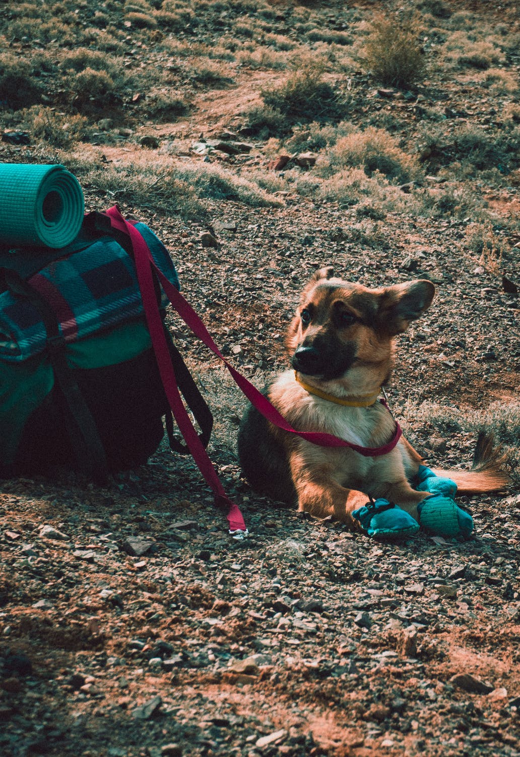 Camping med kæledyr